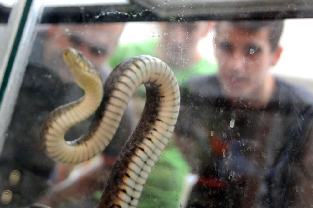 izložba zmija, Delta, Foto: Luka Zeković