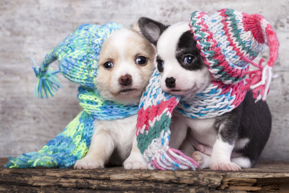 psi zima, Foto: Shutterstock