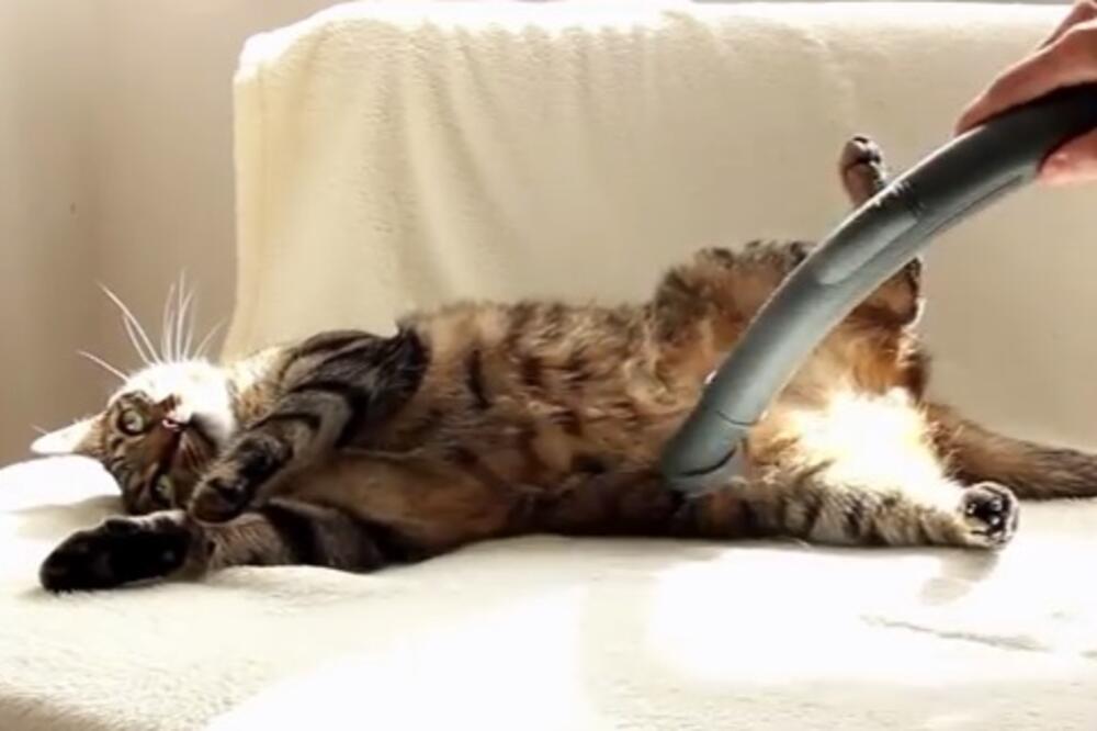mačak Bobo, Foto: Screenshot(YouTube)