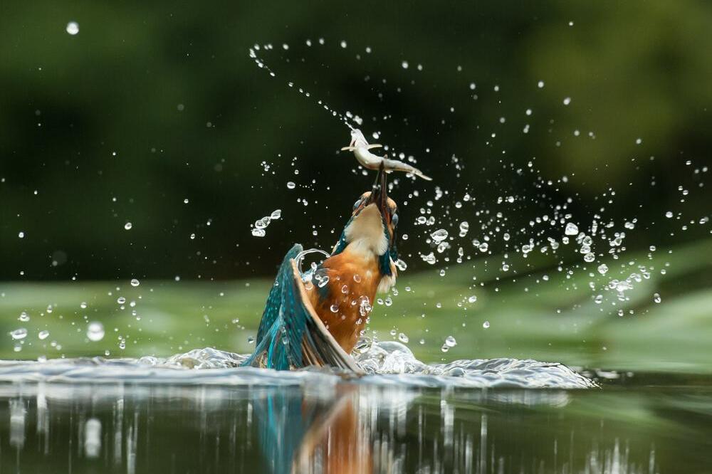 slike vodomara, Foto: Facebook