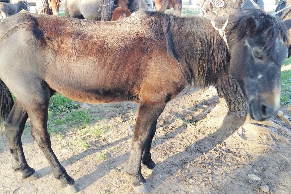 stočna pijaca, Foto: Darko Saveljić