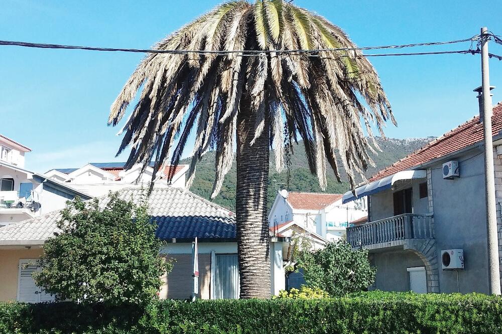 Palma, Foto: Siniša Luković