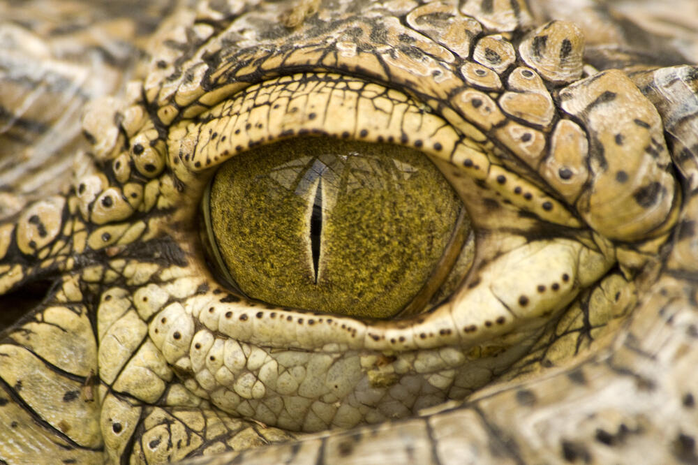 krokodil, Foto: Shutterstock