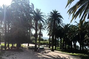 Herceg Novi: Apel građanima da tretiraju palme radi zaštite od...