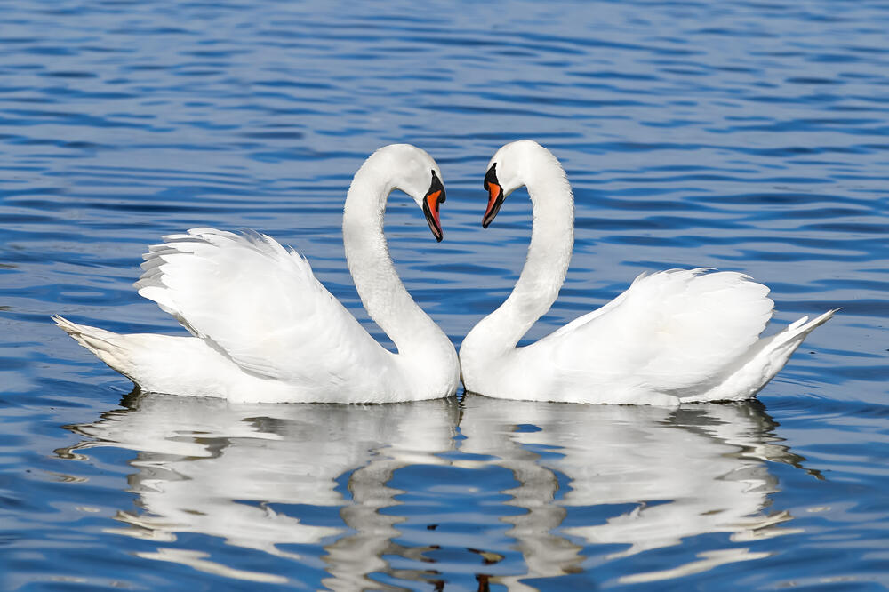 ljubav, ptice, Foto: Shutterstock