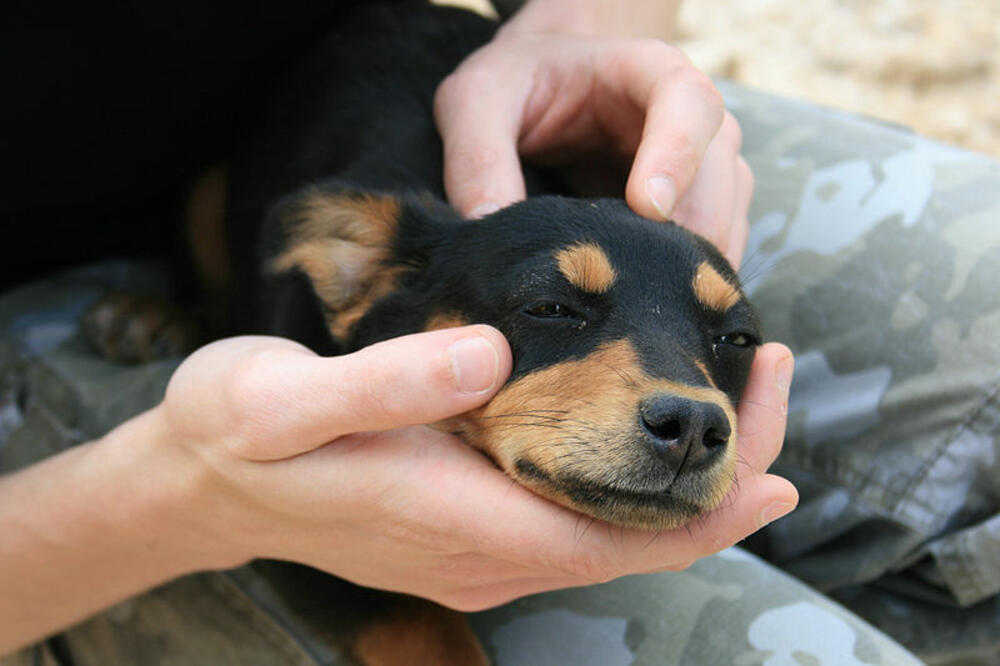 pas, Foto: Wikipedia