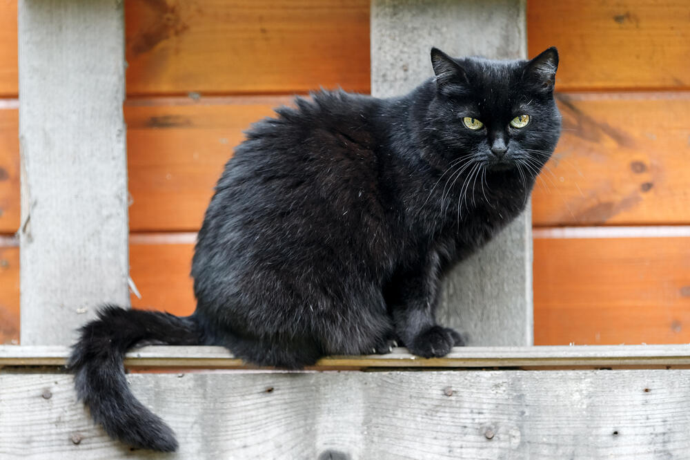 Mačka, Foto: Shutterstock