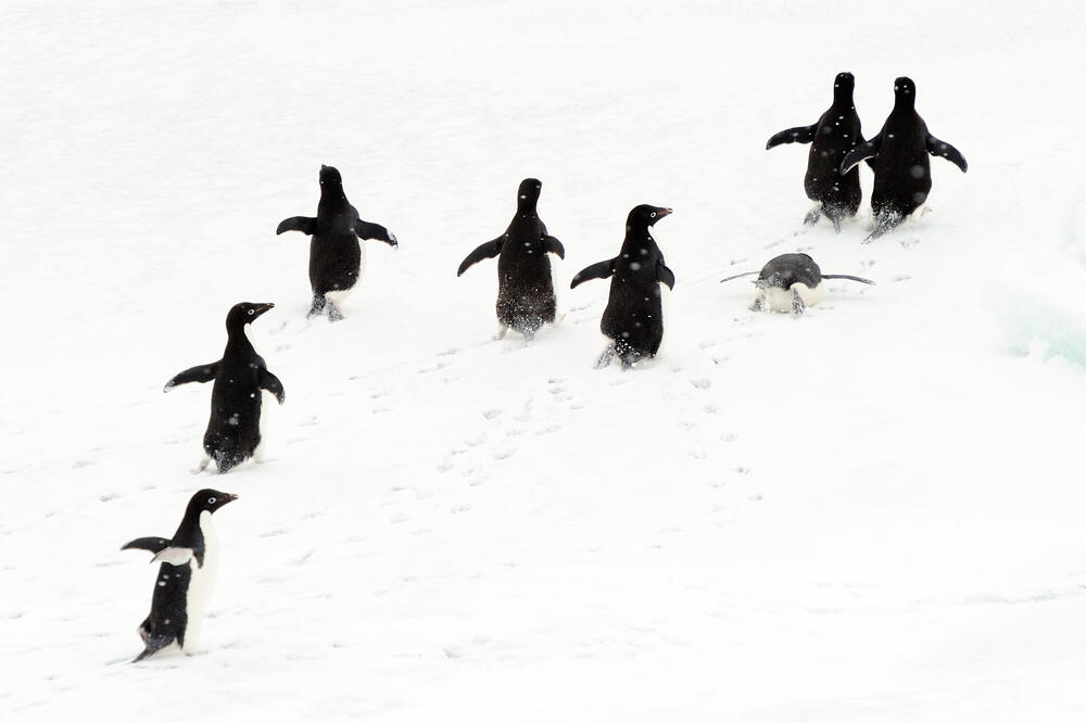 pingvin, adelijski pingvin, Foto: Shutterstock.com