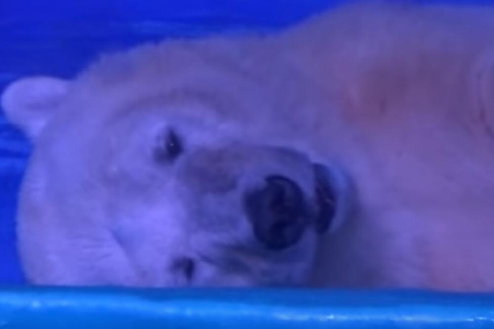 najtužniji medvjed na svijetu, Foto: Youtube screenshot