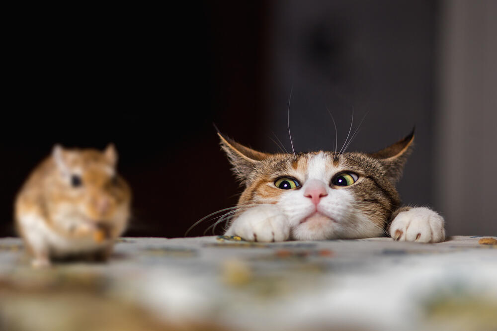 mačka i miš, Foto: Shutterstock