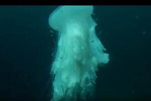 Meksiko: Snimljeno veličanstveno stvorenje iz dubina