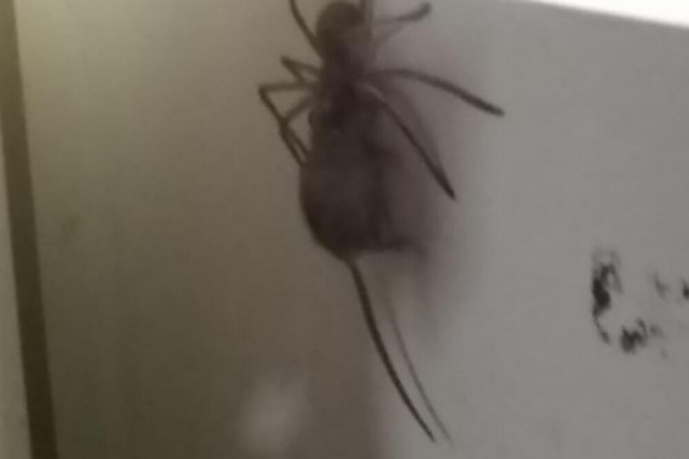 Pauk jede miša, Foto: Facebook