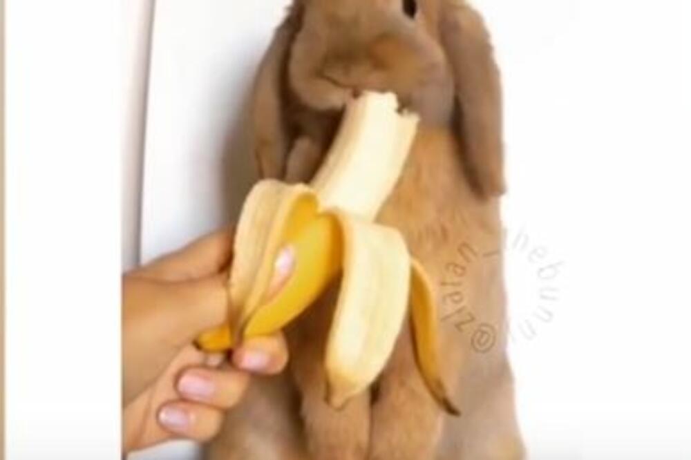 Zlatan, Foto: Screenshot (YouTube)