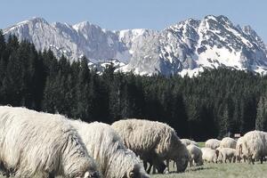 Durmitorski stočari: Pet godina nema otkupa ni grama vune, nude...