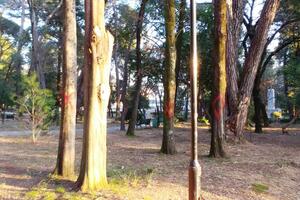 Tivat: Obilježeno oko sto stabala za uklanjannje u Gradskom parku