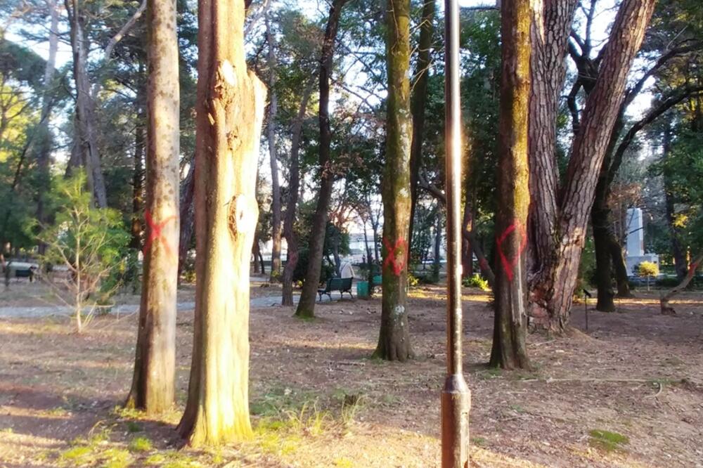 Obilježena stabla u tivatskom parku, Foto: Siniša Luković