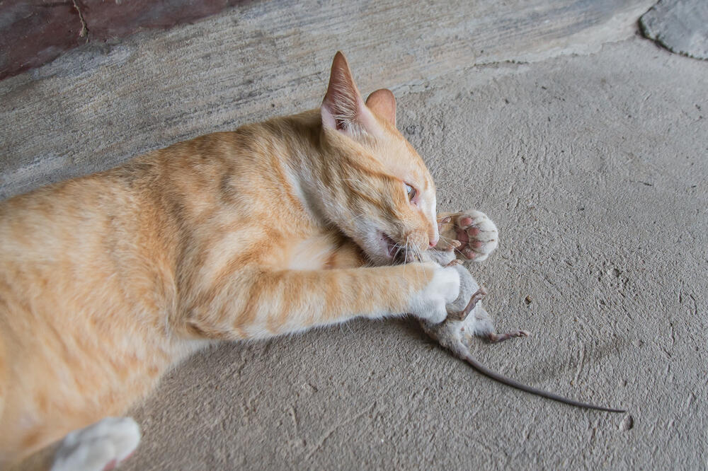 Mačka, pacov, Foto: Shutterstock