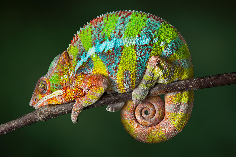 panter kameleon, Foto: Shutterstock