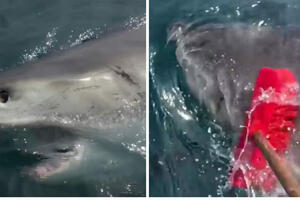 Metlom otjerao veliku bijelu ajkulu