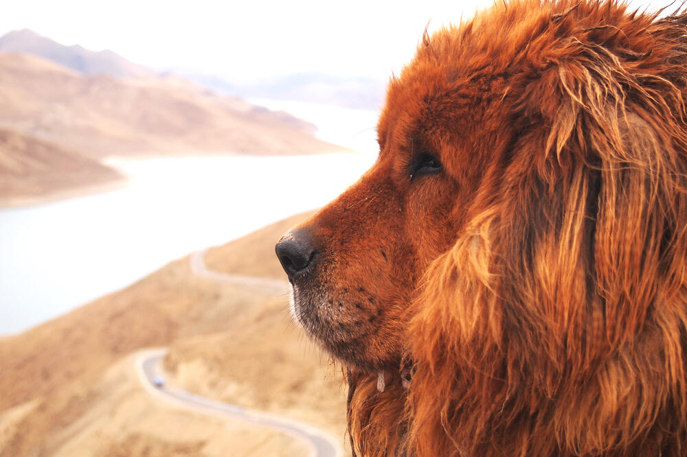 Tibetanski mastif, Foto: Shutterstock