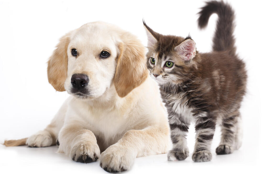 Pas i mačka, Foto: Shutterstock