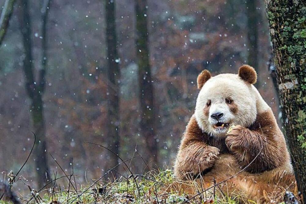 braon panda, Foto: Twitter