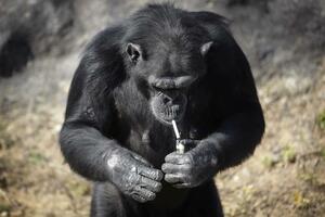 Ova šimpanza puši i po paklu cigareta dnevno