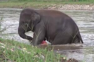 Pogledajte: Slon spašava "davljenika"