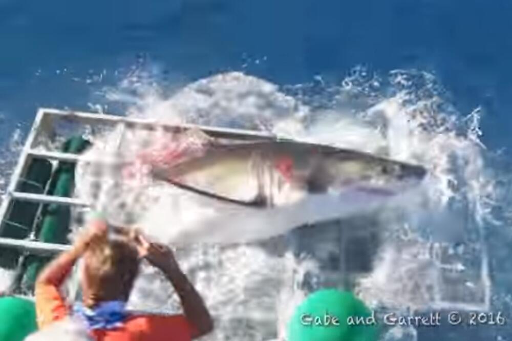 velika bijela ajkula, Foto: Youtube screenshot