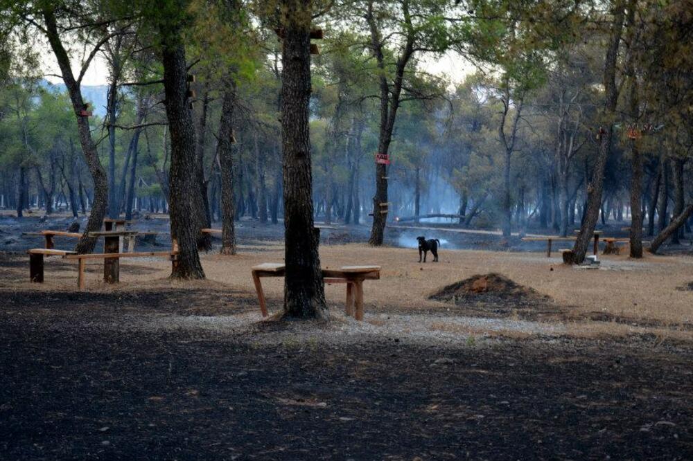 Ćemovsko polje, Foto: Damira Kalač