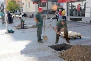 Počelo sađenje novog drvoreda: Kamfori će rasti u Hercegovačkoj