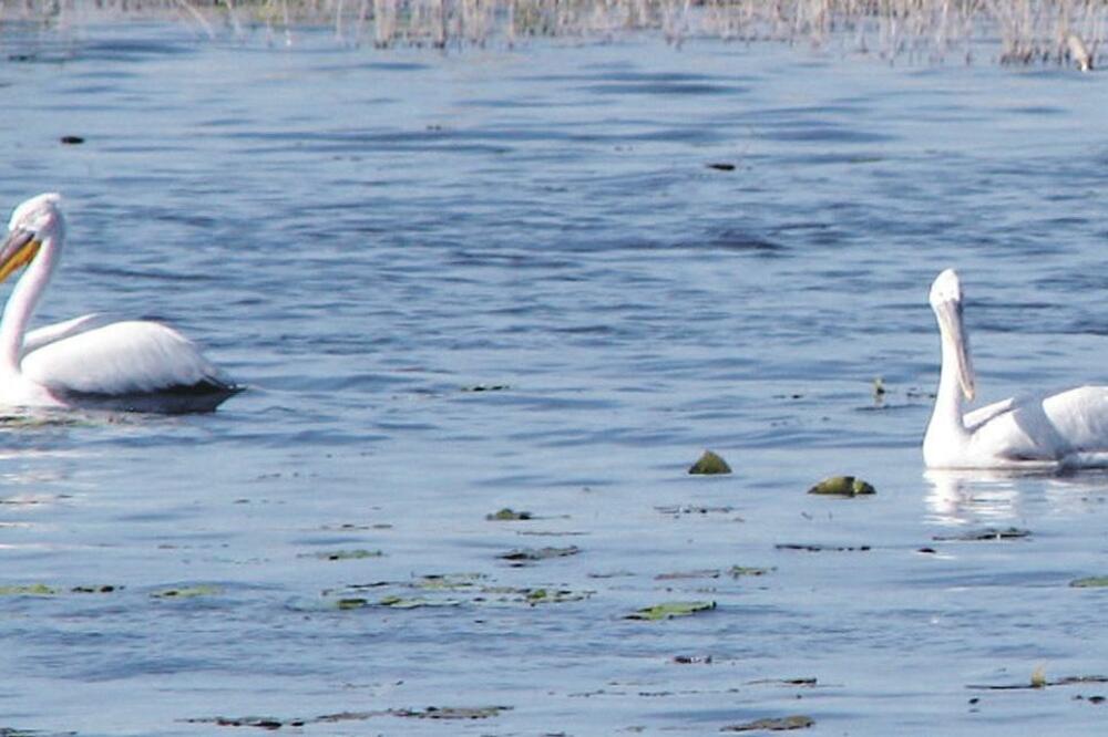pelikani, Foto: Arhiva Vijesti
