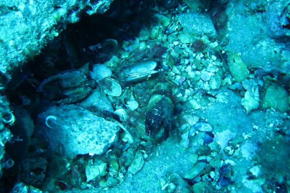 olupna stijena Traste, Foto: NVO Green Home