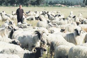 Posljednji crnogorski nomad rasprodaje sve ovce, planira da putuje
