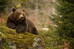 Staju na kraj mučenju životinja: Medvjed navučen na alkohol na...