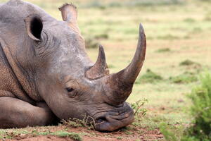 12 stvari koje nijeste znali o nosorozima