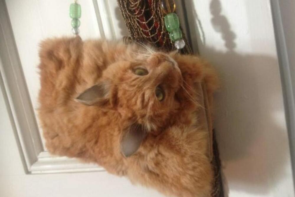 Tašna od mačke, Foto: CLAIRE HOBBS/TRADE ME