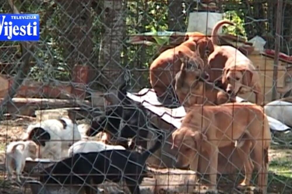 psi lutalice, Kolašin, Foto: Screenshot (YouTube)