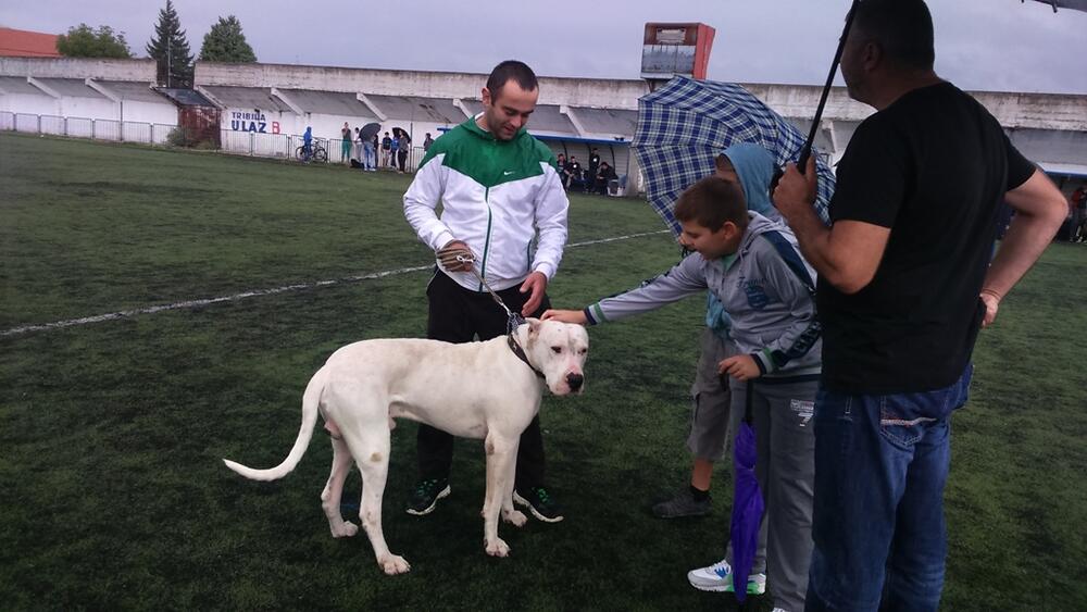 Izložba pasa, Nemanja Damjanović