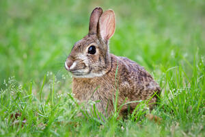 Novi Zeland: Ko krade kuniće iz kaveza u dvorištima?