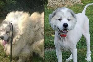 Spašen zapušteni pas: Nakon šišanja lakši 15 kilograma