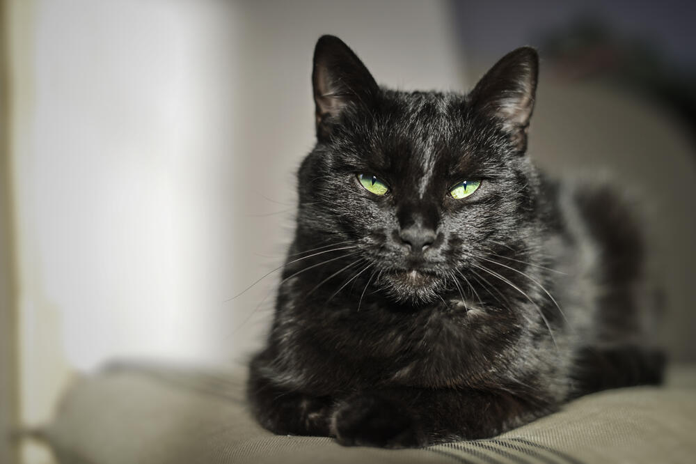 crna mačka, Foto: Shuterstock