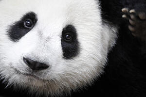 Eksperti: Džinovske pande više nisu ugrožena vrsta