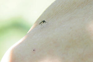 Groznica Zapadnog Nila nije otkrivena