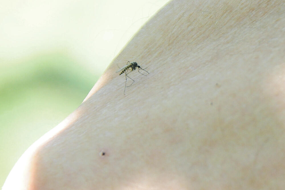 Groznicaa Zapadnog Nila, Foto: Zoran Đurić