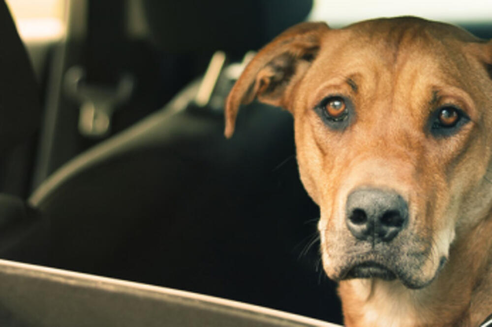 Pas u autu, Foto: Barkpost.com