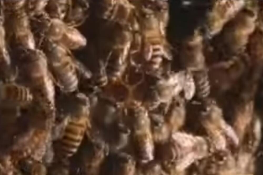 stršljenovi, pčele, Foto: Screenshot (YouTube)