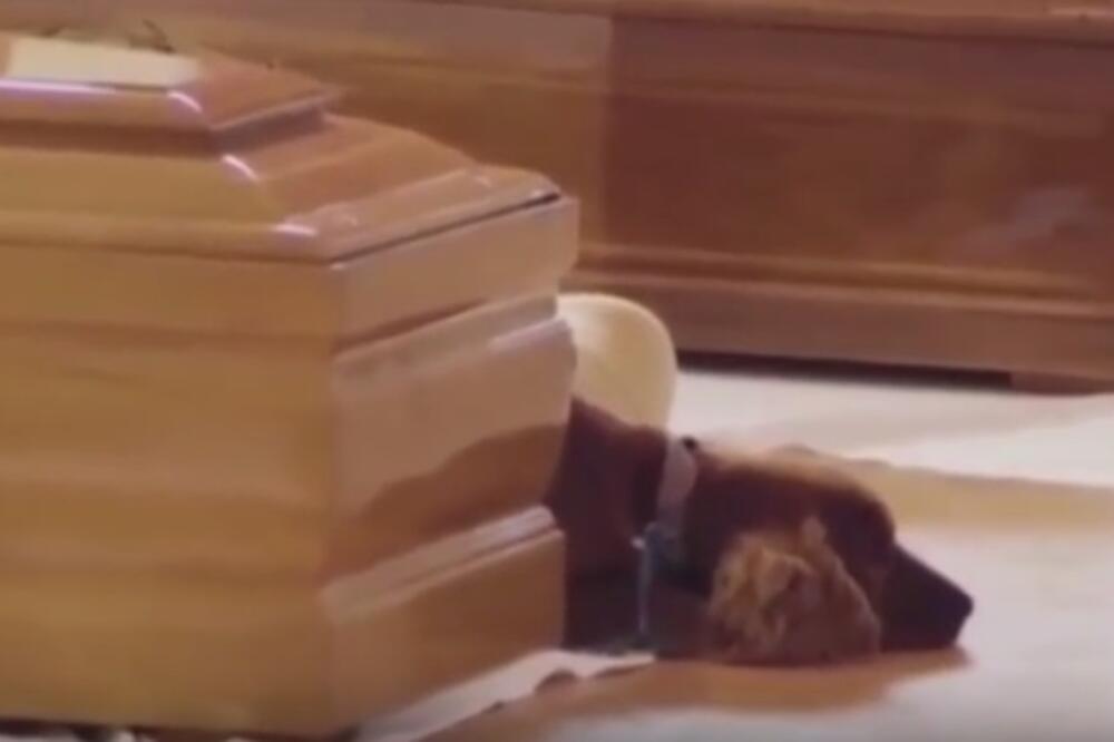 koker španijel, Foto: Youtube screenshot