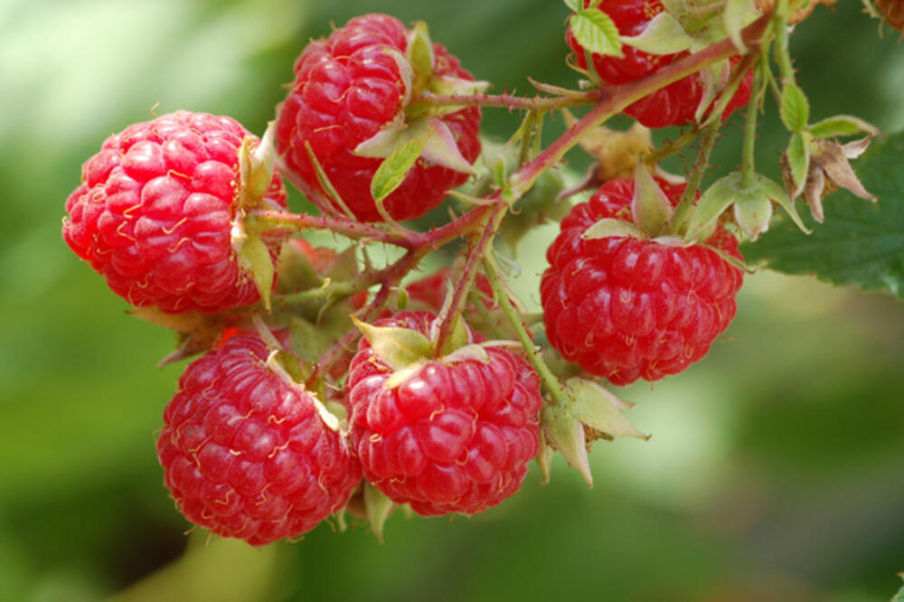 maline, Foto: Raspberries.us