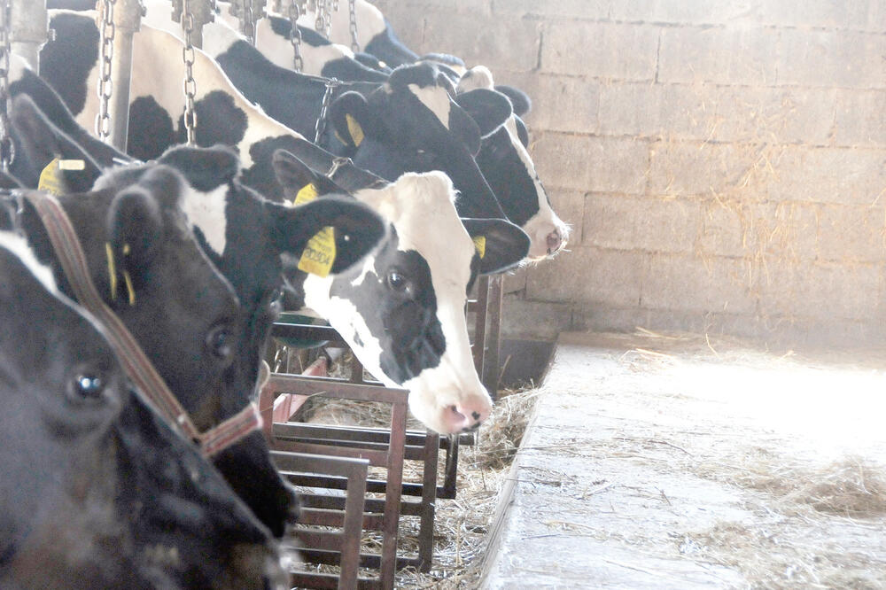 Goveda, Foto: Boris Pejović